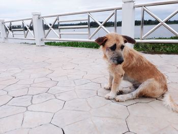 Portrait of dog sitting on footpath