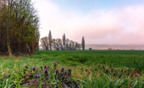 Scenic view of grassy field against sky