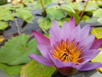 Close-up of pink lotus water lily