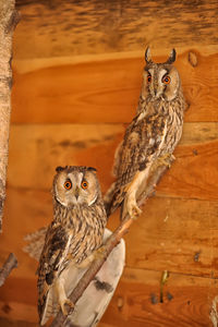 Portrait of owl perching on wood