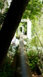 Close-up of tree trunk in forest