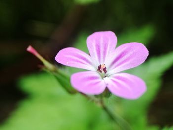 Close-up of pink flower blooming outdoors