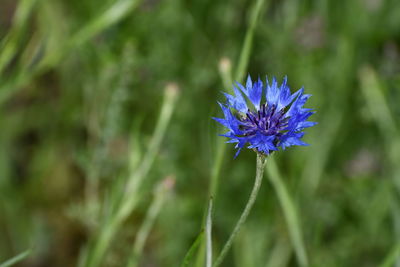 Close-up of purple flowering plant