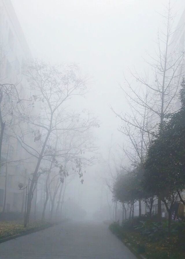 VIEW OF BARE TREES IN WINTER