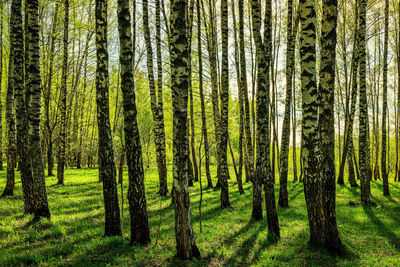 Birch Forest