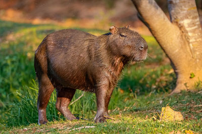 Capybara on grass in warm sunlight against natural background