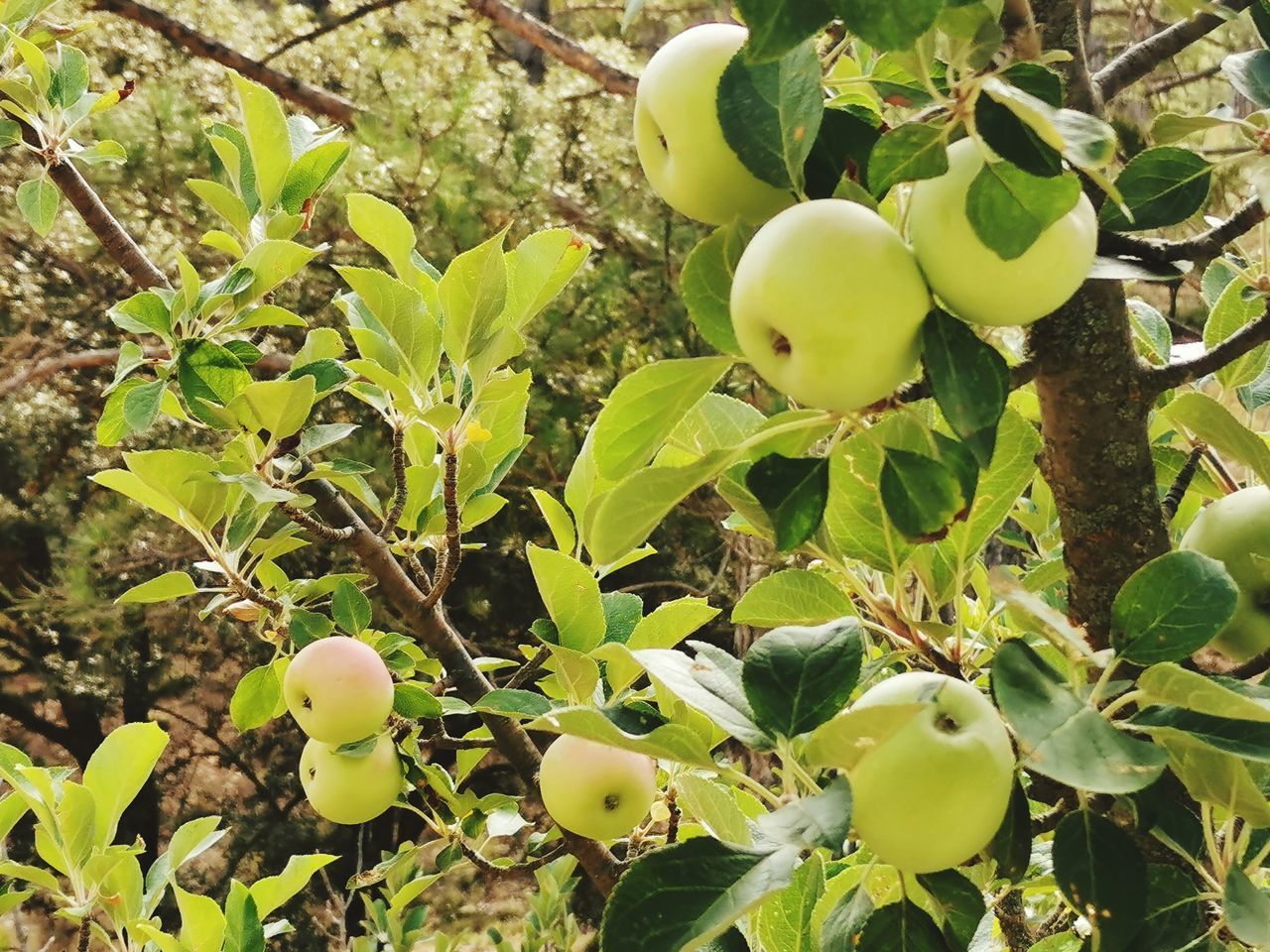 CLOSE-UP OF FRUITS ON TREE