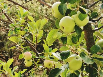 Close-up of fruits growing on tree