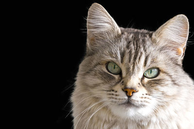 Close-up of cat against black background