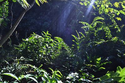 Plants growing in forest