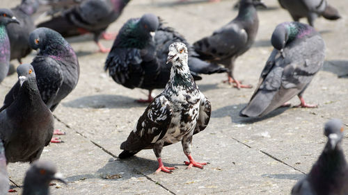 High angle view of pigeons on street