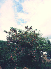 Low angle view of flowering tree by building against sky