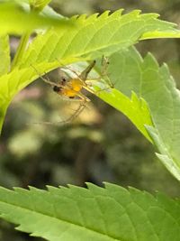 Close-up of bee on plant
