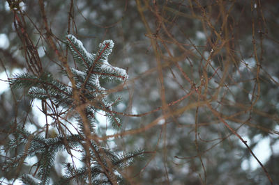 Close-up of snow on branch