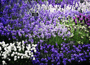 Close-up of purple flowering plants in field