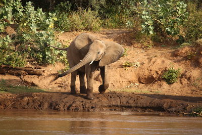 View of elephant in lake