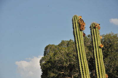 Low angle view of cactus growing against sky