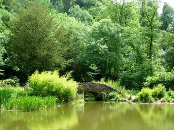 Scenic view of lake in forest