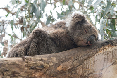 Close up high angle view of australian koala sleeping in tree showing ears nose eyes and claws 