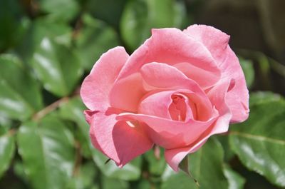 Close-up of pink rose