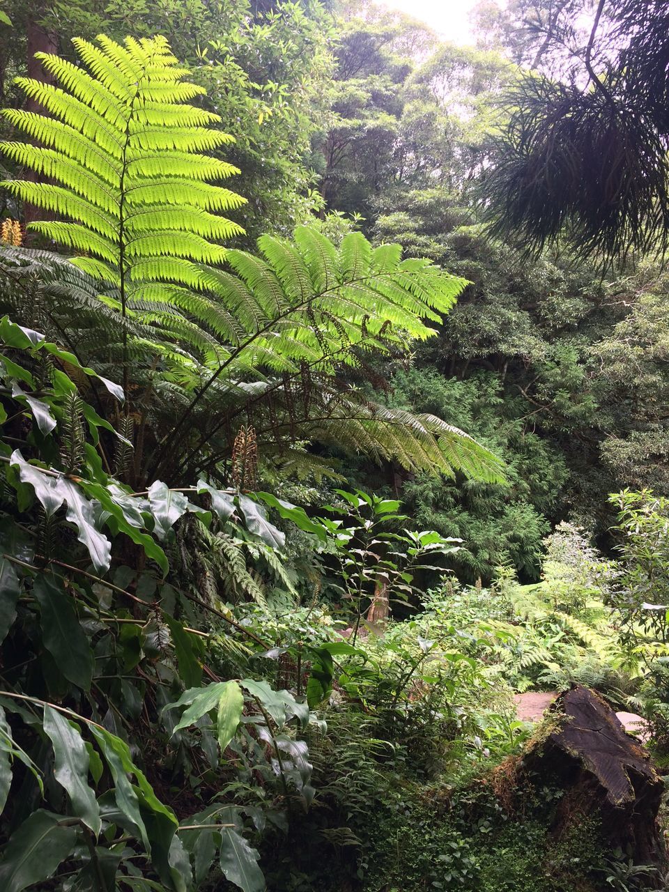 growth, nature, green color, tree, fern, plant, no people, day, forest, leaf, beauty in nature, outdoors, scenics