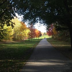 Road passing through trees