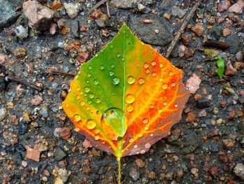 High angle view of raindrops on leaves