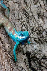 Close-up of a lizard on tree trunk