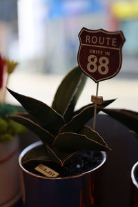 Close-up of potted plant