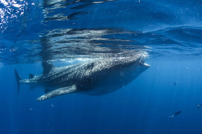 Fish swimming in sea