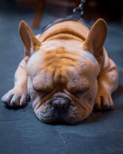 Close-up of dog sleeping