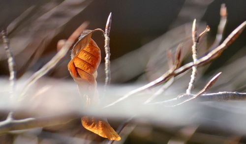 Close-up of orange butterfly