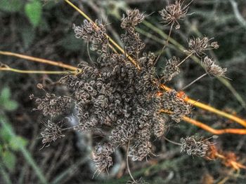 Close-up of flowers on plant