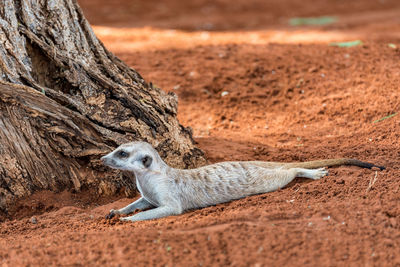 Side view of lizard on land