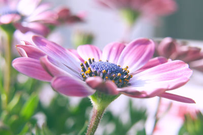 Close-up of pink cosmos flower