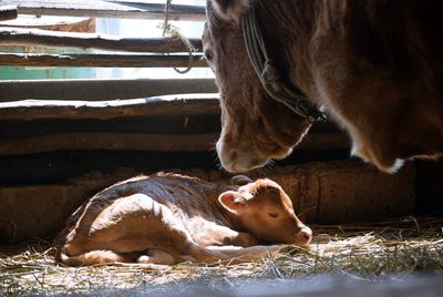 Cow standing in a side of a horse