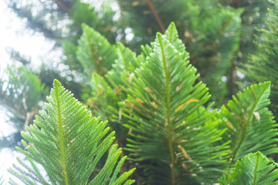 Close-up of green leaves on tree