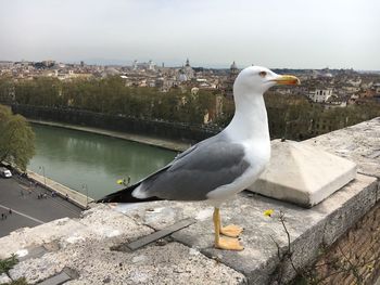 Seagull perching on retaining wall in city
