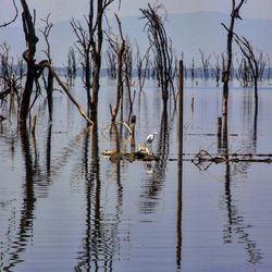 Reflection of trees in lake