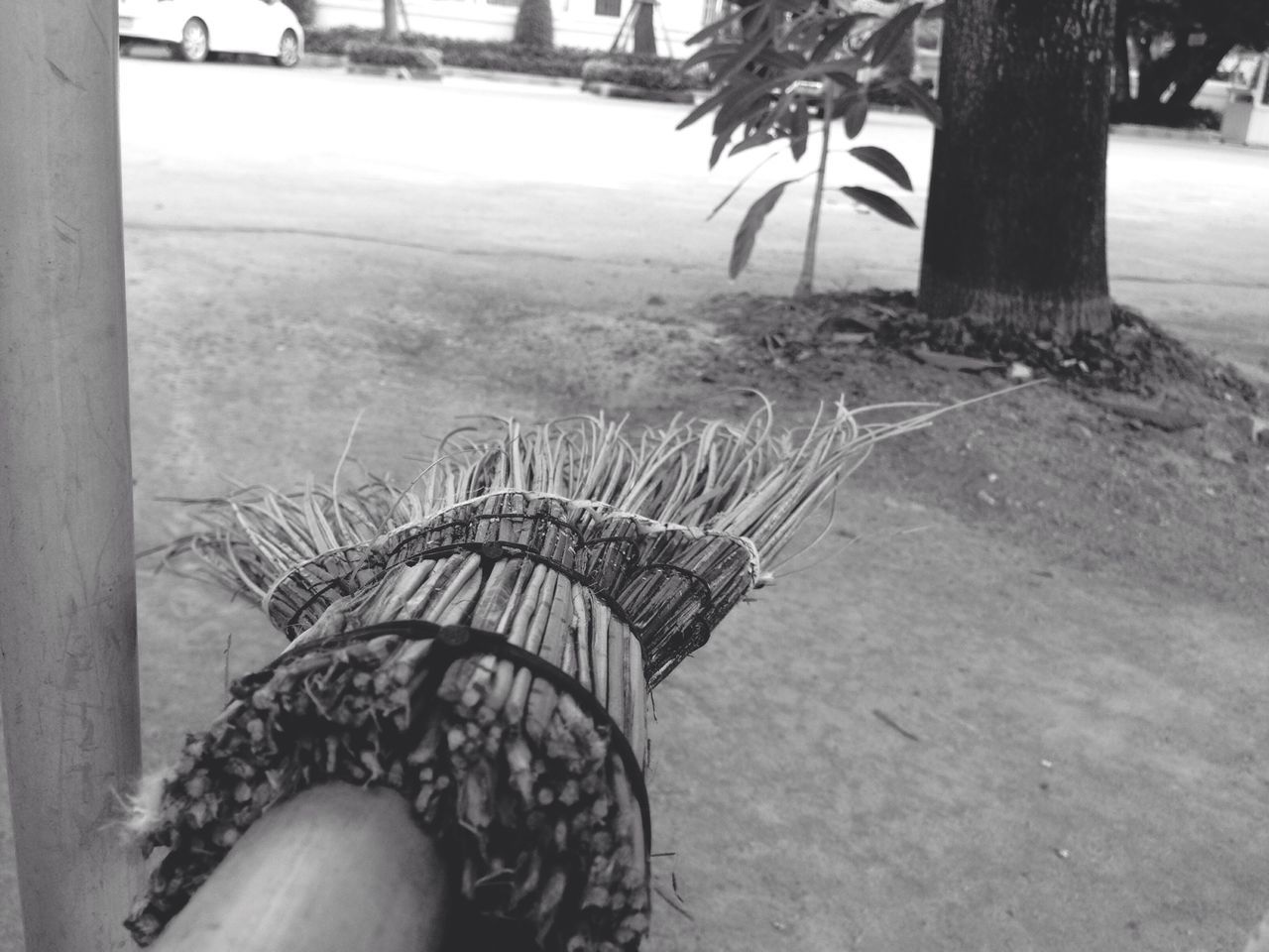 palm tree, sand, tree, beach, lifestyles, leisure activity, day, outdoors, sunlight, incidental people, tree trunk, person, plant, nature, unrecognizable person, low section, focus on foreground, growth