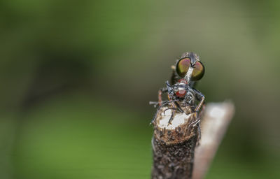 Close-up of insect on wood