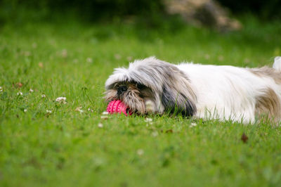 Close-up of a dog on field