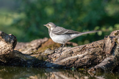 Bird perching on rock against lake