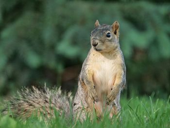 Close-up of squirrel on grass