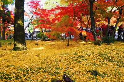 Trees in autumn