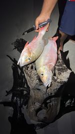 High angle view of fish in container