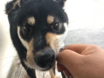 Close-up of person with dog