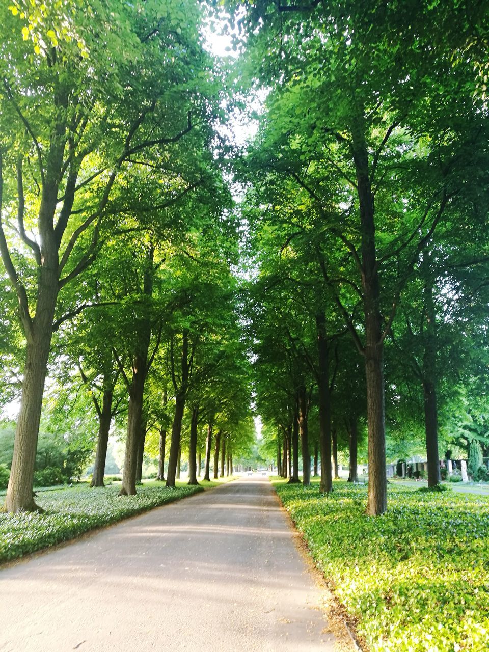 tree, nature, road, the way forward, growth, tranquility, beauty in nature, outdoors, green color, scenics, landscape, branch, tree trunk, day, no people