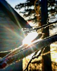 Low angle view of spider web on tree against sky