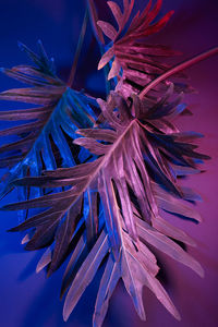 Close-up of purple flowering plant